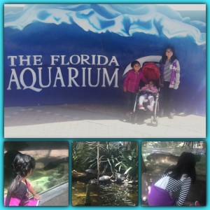 the florida aquarium