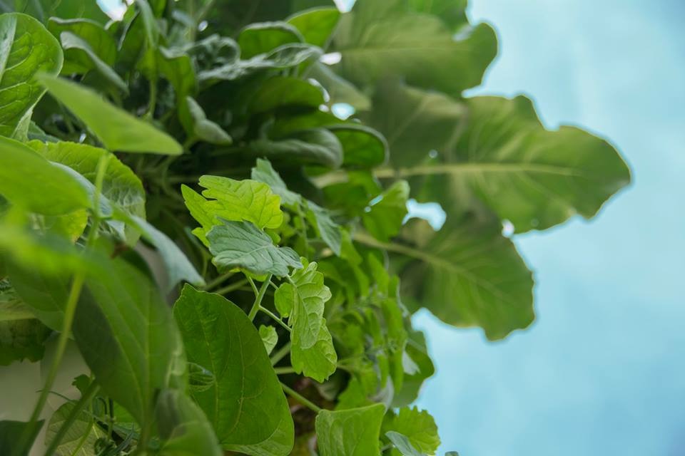 Tower Garden Plant