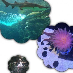 the florida aquarium