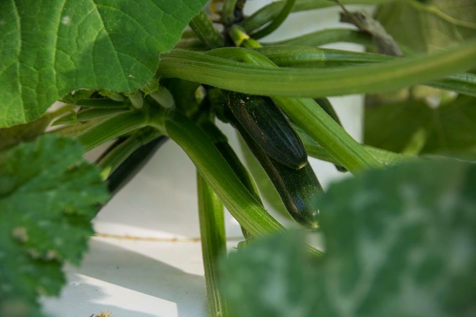 www.shawnamartell.towergarden.com
