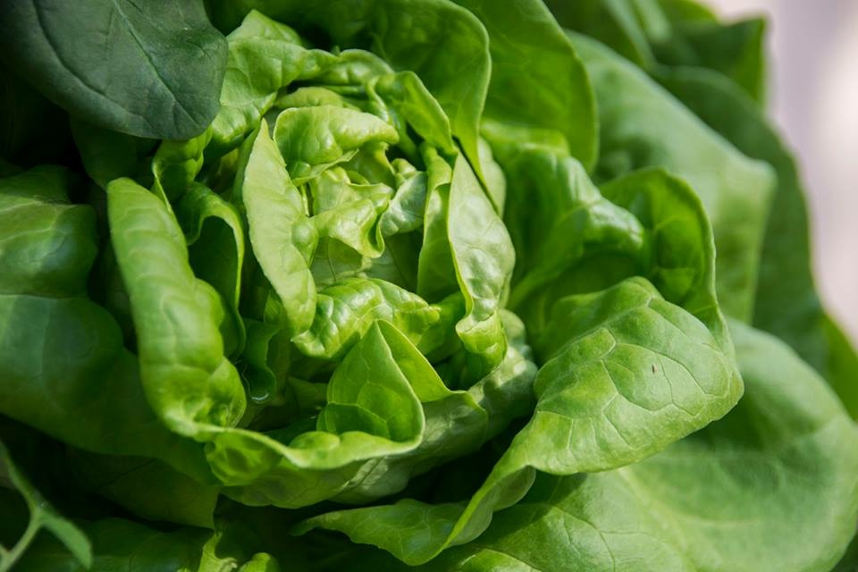 www.shawnamartell.towergarden.com