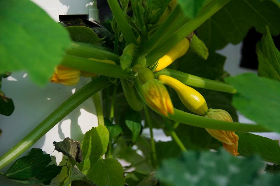 www.shawnamartell.towergarden.com